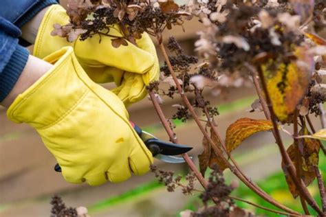 When to Prune Hydrangea Varieties: A Step-By-Step Guide