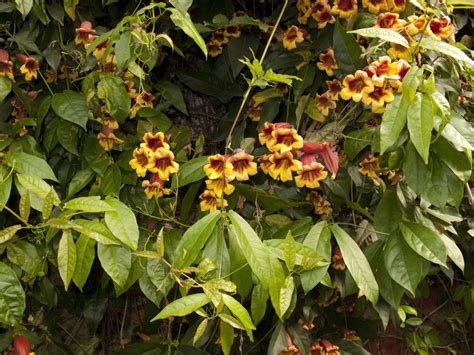 Crossvine Direct Native Plants