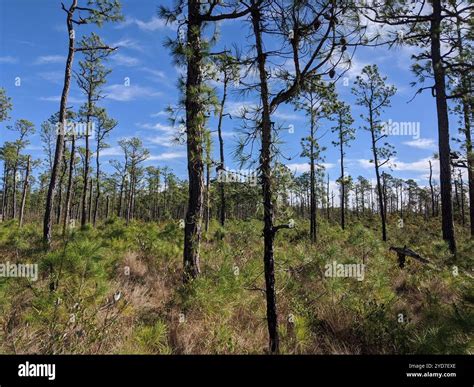 Pond Pine Pinus Serotina Stock Photo Alamy