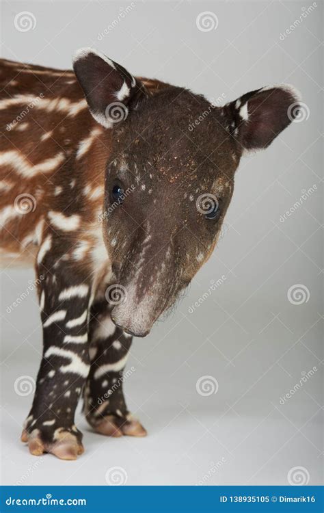 Baby tapir portrait stock image. Image of wild, cute - 138935105