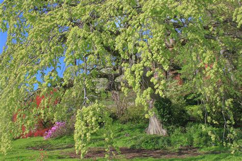 Smith College Botanic Garden Photograph By John Burk Fine Art America