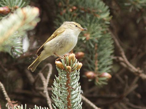 Gansu Leaf Warbler Yao Xigou Qinghai Province China Flickr