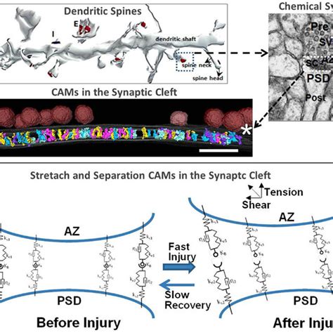 A 3d Rendering Of A Segment Of The Dendritic Shaft With Excitatory And