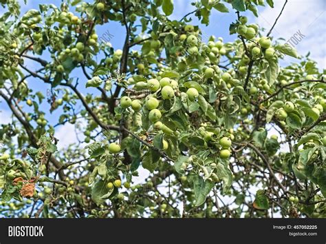 Green Apples Ripen On Image And Photo Free Trial Bigstock