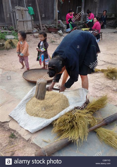 Woman Pounding Rice Stock Photos & Woman Pounding Rice Stock Images - Alamy