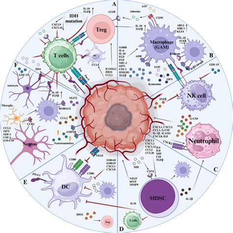 Interactions Between Gbm And Cellular Components Of The Tme The Tme