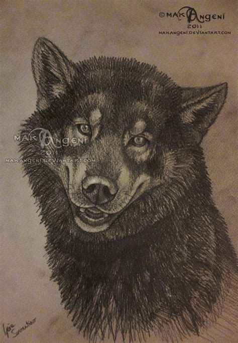 Wolf Dog Sketch By Makangeni On Deviantart