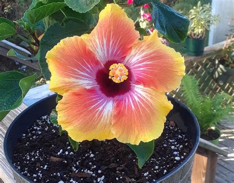 1st Flower Ever On My Hawaiian Sunset Hibiscus The Plant Has Grown