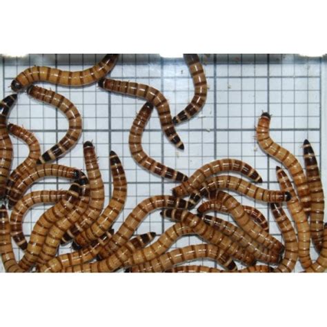 Livefoods Unlimited Large Giant Mealworms Qty Of 250