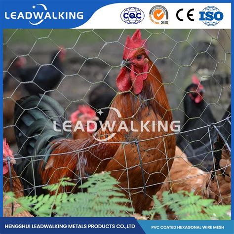 Leadwalking PVC Wire Material PVC Coated Galvanised Steel Chicken Wire