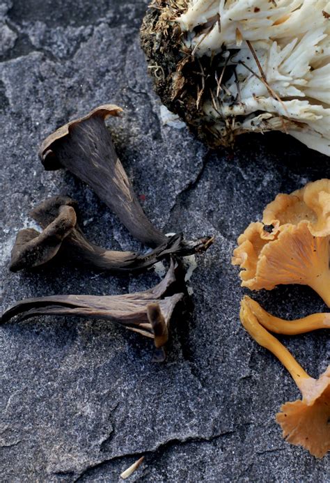 Little Furrow Mushroom Foraging: Chanterelle and Black Trumpet Mushrooms