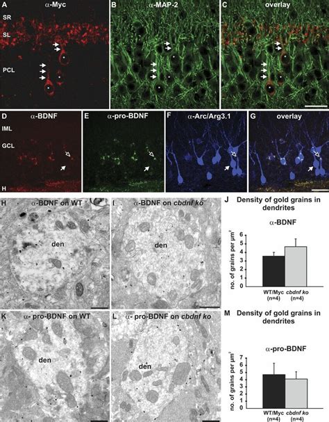 BDNF IR Does Not Extend Beyond Proximal Dendrites A Myc IR In The