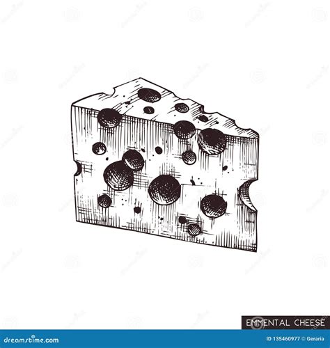 Vector Emmental Sketches Hand Drawn Medium Hard Swiss Cheese