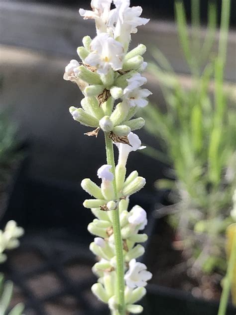 Lavandula Angustifolia Arctic Snow Arctic Snow White English Lavend Morningsun Herb Farm