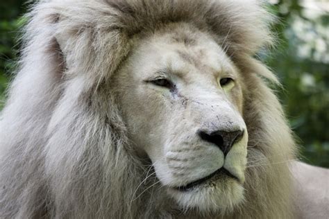 LION BLANC - WHITE LION