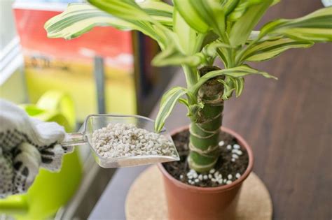 How To Take Care Of Dracaena Massangeana Plants Plantas De Interior