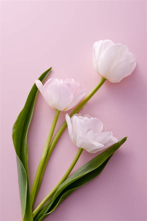 Single Pink Tulip Stock Image Image Of Flower Stem Tulip