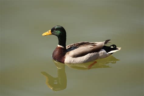 2560x1440 Wallpaper Green And Brown Mallard Duck Peakpx