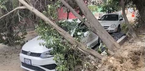 Cae árbol Encima De Un Auto En La Col Indeco Autos Cayendo Arboles