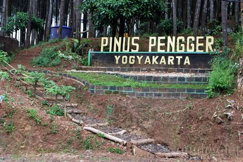 Tempat Wisata Di Jogja Hutan Pinus