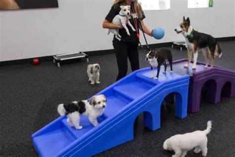 Top 10 Luxury Pet Hotels In The Usa Luxury Pet Boarding