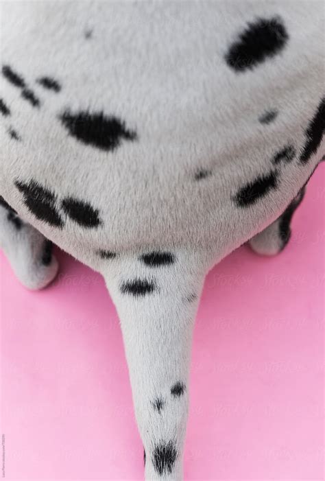 "Dalmatian Tail On Pink" by Stocksy Contributor "Sky-Blue Creative ...