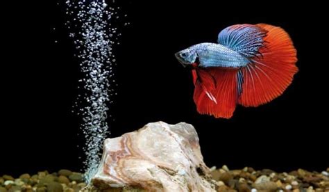 Guía De Agua Para Peces Betta Tipo Temperatura Y Más Acuario3web