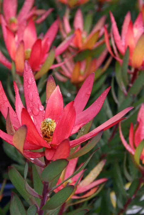 Safari Sunset Leucadendron Plant Varieties Proteaflora