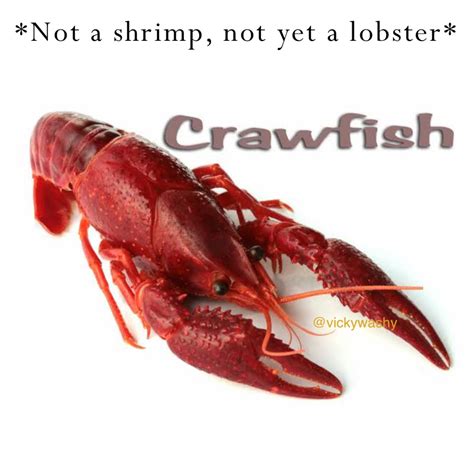 Shrimp Meme