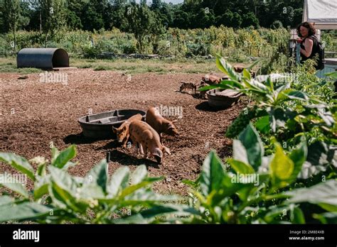 A Litter Of Pigs Play In A Large Pen At Codman Community Farms Lincoln