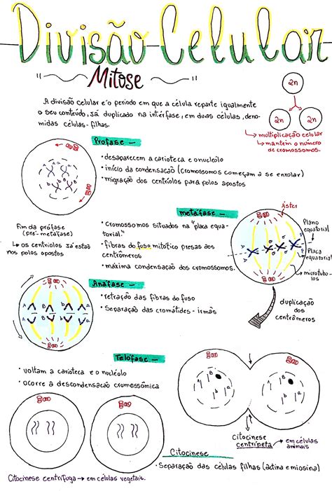 Mapa Mental Sobre Mitose Bio Nota The Best Porn Website