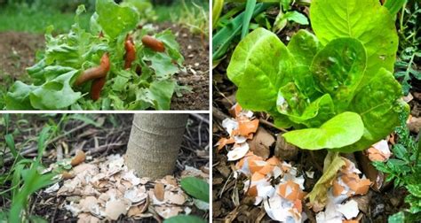 Ways To Use Eggshells For Plants