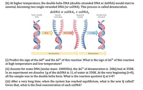 Solved B At Higher Temperature The Double Helix DNA Chegg