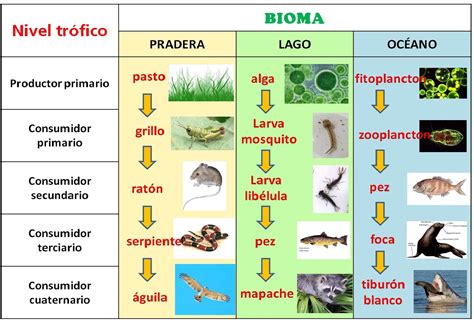Cadenas Tróficas Cadenas Tróficas En Los Ecosistemas