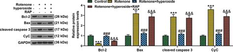 Rap Partially Reversed The Effect Of Hyperoside On Apoptosis Related