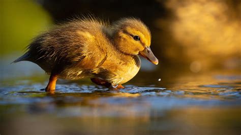 Small Yellow Duck Is Standing On Water In Blur Background Birds Hd