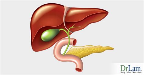 Diagram Of Liver And Gall Bladder And Pancreas Digestive System Quizlet