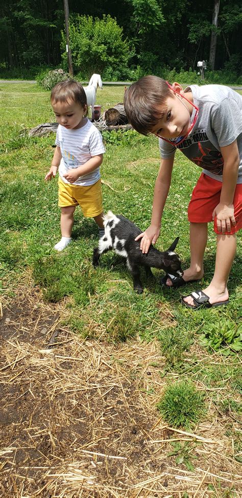 Goats 2b Kidding Home
