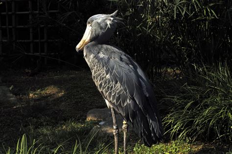 動かない鳥～ハシビロコウ 世界はみんな生きている ～地球生命写真館～