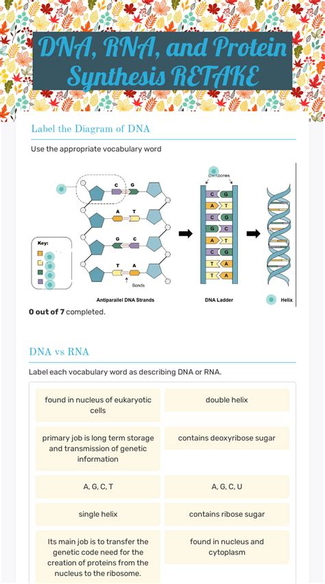 20 Protein Synthesis Worksheet Worksheets Decoomo