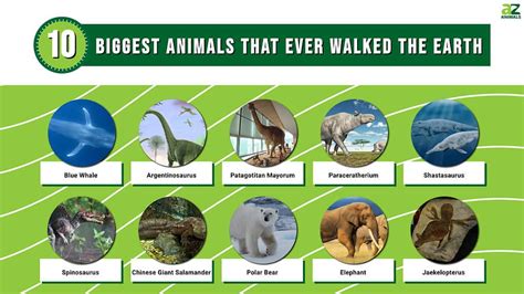 Largest Animals Ever Chart