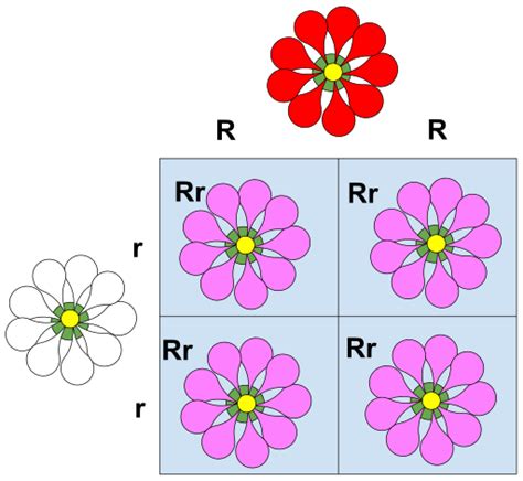 Non Mendelian Inheritance