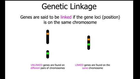 10 2 Dihybrid Crosses And Linkage Youtube