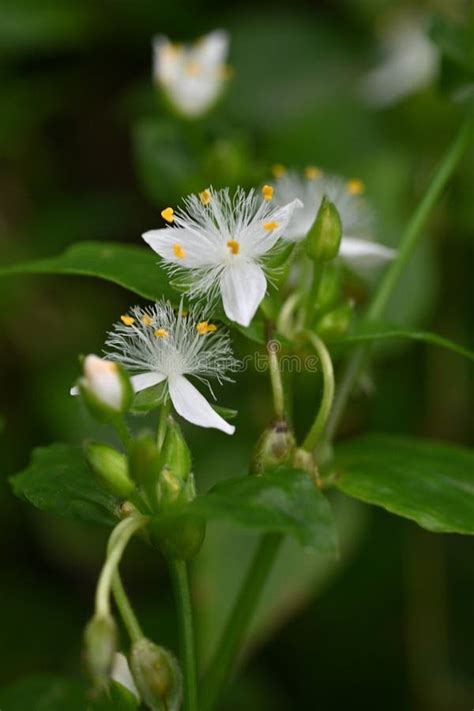 Tradescantia Fluminensis Wandering Flowers Commelinaceae Perennial