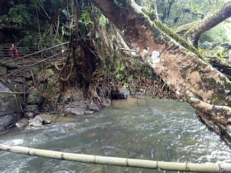 Tree Root Bridge At Shillong Meghalaya Editorial Photo - Image of tree ...