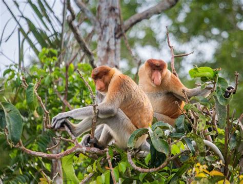 Fam Lia Dos Macacos De Prob Scide Que Sentam Se Em Uma Rvore Na Selva