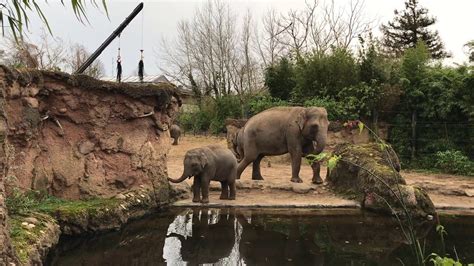 Asian Elephants At Dublin Zoo Youtube