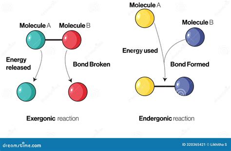 Illustration Of Endergonic And Exergonic Reactions On A White