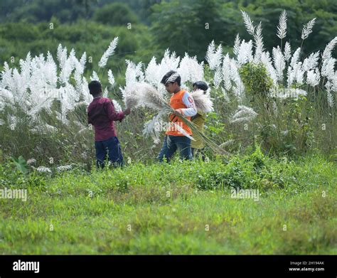 Children Collect Kash Phool Also Known As Kans Grass Which Bloom In