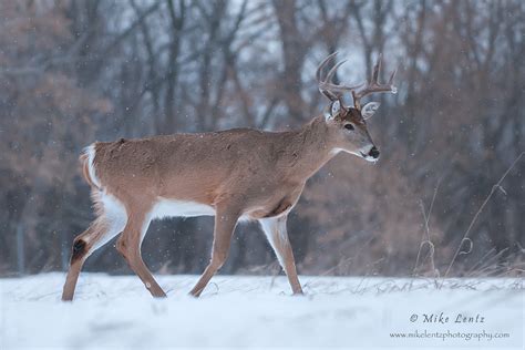 White Tailed Deer Mike Lentz Nature Photography